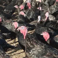 بوقلمون به شرت محلی