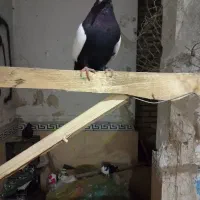 برادر عزیز سلام ۹ تا کبوتر رنگی|پرنده|بندر امام خمینی, |دیوار