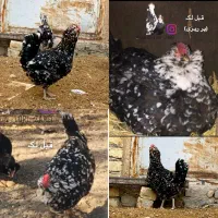 مرغ و خروس گلین لری ریشو .نیمچه و جوجه|حیوانات مزرعه|اصفهان, میرعماد|دیوار