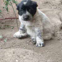 واگذاری آلابای نر و ماده|سگ|گنبد کاووس, |دیوار