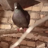کبوتر