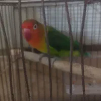 طوطی برزیلی