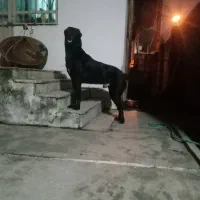 واگذاری سگ سراب