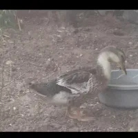 شیش عدد اردک