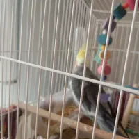 پرنده زیر ک و باهوش