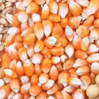 فروش نهاده های دام وطیور جو-ذرت وغیره ...