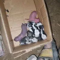 بچه خرگوش با مادر یا تکی|موش و خرگوش|کنارک, |دیوار