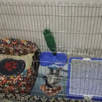 لوازم کامل نگهداری سگ