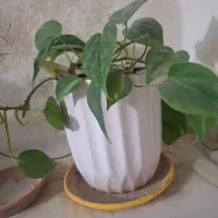 ۳ عدد گل با گلدون سفالی نو نو|گل و گیاه طبیعی|گرگان, |دیوار