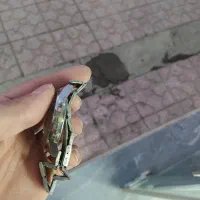 ساعت مچی|ساعت|سنندج, |دیوار