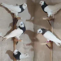 کفتر