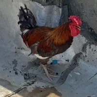 دوعدد خروس