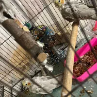 جوجه هلندی|پرنده|ری, شهرک نظامی|دیوار