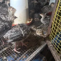 برنز یکماهه