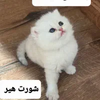 گربه سیلورنر