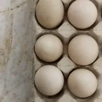 تخم مرغ و اردک روسی نطفه دار|حیوانات مزرعه|شوشتر, |دیوار