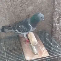 نر چهی شامی کاکلی