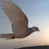 کفتر طوقی دستی گمشده|پرنده|آران و بیدگل, |دیوار