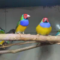 فنچ گلدین و اسقف