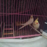 پرنده