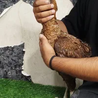 مرغ لاری