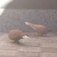 گلی و زرد دم سفید|پرنده|کرمان, |دیوار