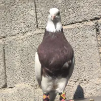 سه عدد طوقی|پرنده|خورموج, |دیوار