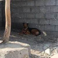 سگ ژرمن|سگ|میناب, |دیوار