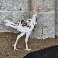 خروس لاری درجه یک