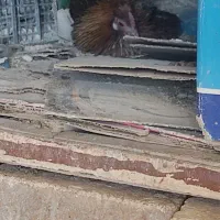 مرغ کرچ آماده لری  اصل