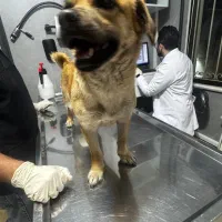 سگ میکس پیدا شده|حیوانات|تهران, شهرک غرب|دیوار