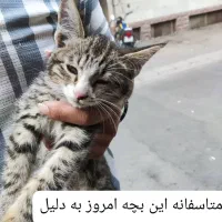واگذاری گربه DSH حمایتی فوری،سرپرست میخوان