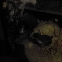 جوجه لاری