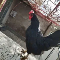 مرغ سرابی|حیوانات مزرعه|قره ضیاالدین, |دیوار