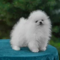 مرکز سگ پامر خرسی.پامرانین عروسکی اصیل|سگ|شیراز, زند|دیوار