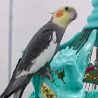 عروس هلندی نرو ماده به همراه قفس
