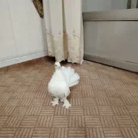 ماده چتری|پرنده|خمینی‌شهر, |دیوار