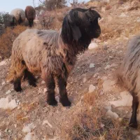 قوچ بختیاری|حیوانات مزرعه|سپیدان, |دیوار