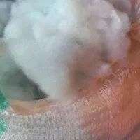 پشم|لوازم جانبی حیوانات|قم, ولیعصر|دیوار