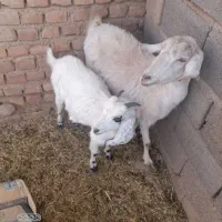 سلام بزاره سانن درگ هر دوابستن فروشی