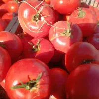 خیار خیارشوری مستقیم از سر زمین|خوردنی و آشامیدنی|مشهد, میان ولایت|دیوار