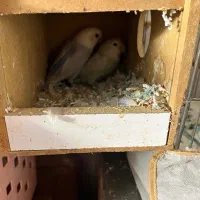 یک جفت کوتوله برزیبی مولد از نژاد مارال