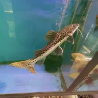 دراگون|ماهی|اردبیل, |دیوار