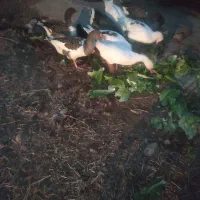 غاز نرماده