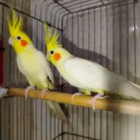 جفت عروس هلندی