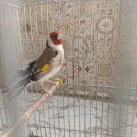 سهره گل قفل|پرنده|لاران, |دیوار