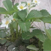 نشا (شیتیل)توت فرنگی