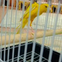 جوجه قناری نر جیبر|پرنده|قرچک, زیبا شهر|دیوار