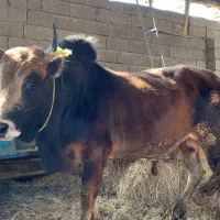 گوساله گاو نر سرشاخی|حیوانات مزرعه|گتاب, |دیوار