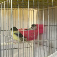 قناری گلستر ۲ جفت